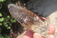 Natural Smokey Quartz Crystals x 8 From Zomba, Malawi