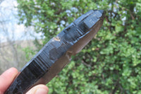 Natural Smokey Quartz Crystals x 8 From Zomba, Malawi