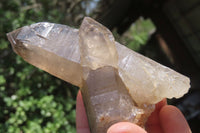 Natural Smokey Quartz Crystals x 8 From Zomba, Malawi