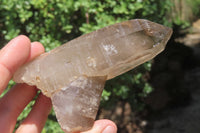 Natural Smokey Quartz Crystals x 8 From Zomba, Malawi