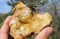 Natural Golden Limonite Quartz Clusters x 6 From Zambia