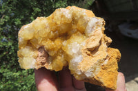 Natural Golden Limonite Quartz Clusters x 6 From Zambia