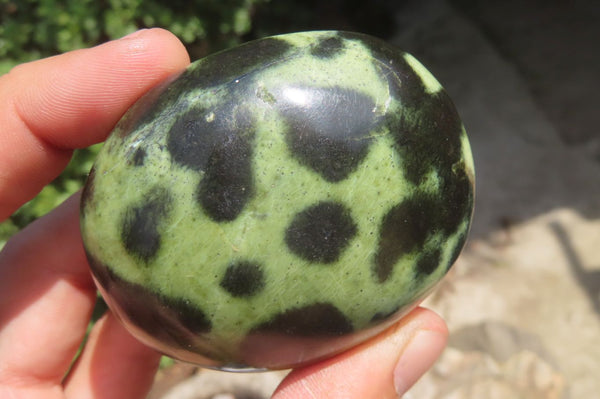 Polished Leopard Stone Palm Stones x 6 From Zimbabwe