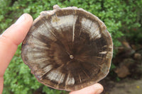 Polished Petrified Wood Slices x 6 From Gokwe, Zimbabwe