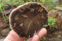 Polished Petrified Wood Slices x 6 From Gokwe, Zimbabwe