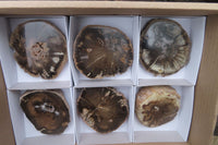 Polished Petrified Wood Slices x 6 From Gokwe, Zimbabwe