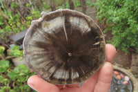 Polished Petrified Wood Slices x 6 From Gokwe, Zimbabwe