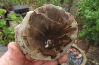 Polished Petrified Wood Slices x 6 From Gokwe, Zimbabwe