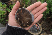 Polished Petrified Wood Slices x 6 From Gokwe, Zimbabwe