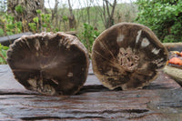 Polished Petrified Wood Slices x 6 From Gokwe, Zimbabwe