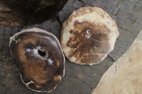 Polished Petrified Wood Slices x 6 From Gokwe, Zimbabwe