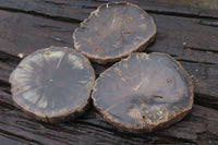 Polished Petrified Wood Slices x 6 From Gokwe, Zimbabwe