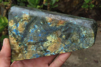 Polished Labradorite Standing Free Forms x 2 From Tulear, Madagascar