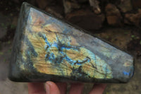 Polished Labradorite Standing Free Forms x 2 From Tulear, Madagascar