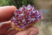 Natural Amethystos Amethyst Specimens x 35 From Kwaggafontein, South Africa