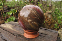 Polished Red Podocarpus Petrified Wood Spheres x 2 From Madagascar