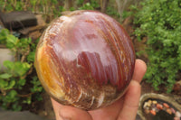 Polished Red Podocarpus Petrified Wood Spheres x 2 From Madagascar