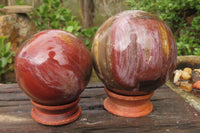 Polished Red Podocarpus Petrified Wood Spheres x 2 From Madagascar