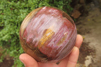 Polished Red Podocarpus Petrified Wood Spheres x 2 From Madagascar