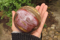 Polished Red Podocarpus Petrified Wood Spheres x 2 From Madagascar