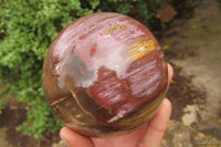 Polished Red Podocarpus Petrified Wood Spheres x 2 From Madagascar