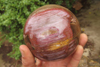 Polished Red Podocarpus Petrified Wood Spheres x 2 From Madagascar