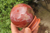 Polished Red Podocarpus Petrified Wood Spheres x 2 From Madagascar