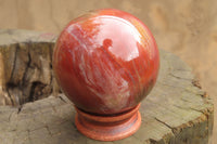 Polished Red Podocarpus Petrified Wood Spheres x 2 From Madagascar