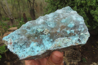 Natural Drusy Coated Chrysocolla Specimens x 2 From Congo