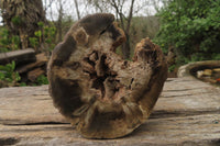 Polished Petrified Wood Branch Pieces x 3 From Gokwe, Zimbabwe