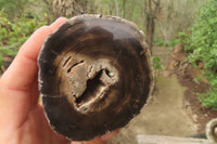 Polished Petrified Wood Branch Pieces x 3 From Gokwe, Zimbabwe