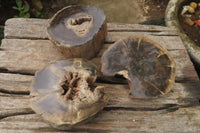 Polished Petrified Wood Branch Pieces x 3 From Gokwe, Zimbabwe