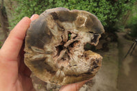 Polished Petrified Wood Branch Pieces x 3 From Gokwe, Zimbabwe