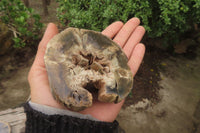 Polished Petrified Wood Branch Pieces x 3 From Gokwe, Zimbabwe