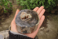 Polished Petrified Wood Branch Pieces x 3 From Gokwe, Zimbabwe