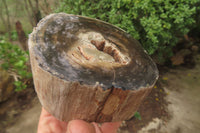 Polished Petrified Wood Branch Pieces x 3 From Gokwe, Zimbabwe