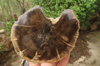 Polished Petrified Wood Branch Pieces x 3 From Gokwe, Zimbabwe