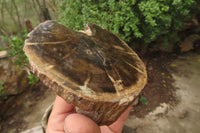 Polished Petrified Wood Branch Pieces x 3 From Gokwe, Zimbabwe