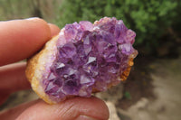 Natural Amethystos Amethyst Specimens x 35 From Kwaggafontein, South Africa