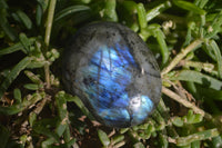 Polished Labradorite Palm Stones x 24 From Madagascar