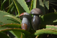 Polished Polychrome Jasper Mushrooms x 6 From Madagascar