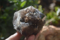 Natural Smokey Quartz Crystal Specimens x 3 From Zomba, Malawi