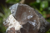 Natural Smokey Quartz Crystal Specimens x 3 From Zomba, Malawi