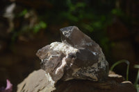 Natural Smokey Quartz Crystal Specimens x 3 From Zomba, Malawi