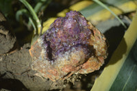 Natural Amethystos Amethyst Specimens x 6 From Kwaggafontein, South Africa