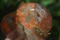 Polished Red Podocarpus Petrified Wood Hearts x 2 From Madagascar