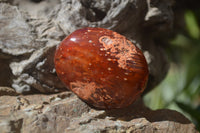 Polished Carnelian Palm Stones x 24 From Madagascar