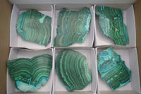 Polished Flower Banded Malacolla Slices x 6 From Kalukundi Mine, Congo