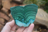 Polished Flower Banded Malacolla Slices x 6 From Kalukundi Mine, Congo