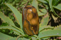 Polished Carnelian Standing Free Forms x 12 From Madagascar